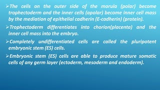 The cells on the outer side of the morula (polar) become
trophectoderm and the inner cells (apolar) become inner cell mass
by the mediation of epithelial cadherin (E-cadherin) (protein).
Trophectoderm differentiates into chorion(placenta) and the
inner cell mass into the embryo.
Completely undifferentiated cells are called the pluripotent
embryonic stem (ES) cells.
Embryonic stem (ES) cells are able to produce mature somatic
cells of any germ layer (ectoderm, mesoderm and endoderm).
 