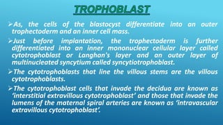 As, the cells of the blastocyst differentiate into an outer
trophectoderm and an inner cell mass.
Just before implantation, the trophectoderm is further
differentiated into an inner mononuclear cellular layer called
cytotrophoblast or Langhan's layer and an outer layer of
multinucleated syncytium called syncytiotrophoblast.
The cytotrophoblasts that line the villous stems are the villous
cytotrophoblasts.
The cytotrophoblast cells that invade the decidua are known as
‘interstitial extravillous cytotrophoblast’ and those that invade the
lumens of the maternal spiral arteries are known as ‘intravascular
extravillous cytotrophoblast’.
 