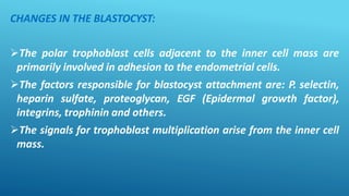 CHANGES IN THE BLASTOCYST:
The polar trophoblast cells adjacent to the inner cell mass are
primarily involved in adhesion to the endometrial cells.
The factors responsible for blastocyst attachment are: P. selectin,
heparin sulfate, proteoglycan, EGF (Epidermal growth factor),
integrins, trophinin and others.
The signals for trophoblast multiplication arise from the inner cell
mass.
 