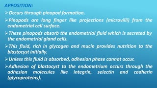 APPOSITION:
Occurs through pinopod formation.
Pinopods are long finger like projections (microvilli) from the
endometrial cell surface.
These pinopods absorb the endometrial fluid which is secreted by
the endometrial gland cells.
This fluid, rich in glycogen and mucin provides nutrition to the
blastocyst initially.
Unless this fluid is absorbed, adhesion phase cannot occur.
Adhesion of blastocyst to the endometrium occurs through the
adhesion molecules like integrin, selectin and cadherin
(glycoproteins).
 