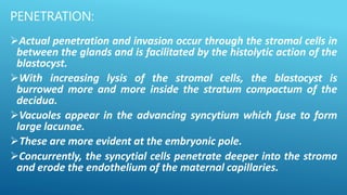 PENETRATION:
Actual penetration and invasion occur through the stromal cells in
between the glands and is facilitated by the histolytic action of the
blastocyst.
With increasing lysis of the stromal cells, the blastocyst is
burrowed more and more inside the stratum compactum of the
decidua.
Vacuoles appear in the advancing syncytium which fuse to form
large lacunae.
These are more evident at the embryonic pole.
Concurrently, the syncytial cells penetrate deeper into the stroma
and erode the endothelium of the maternal capillaries.
 