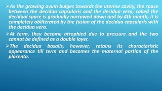 As the growing ovum bulges towards the uterine cavity, the space
between the decidua capsularis and the decidua vera, called the
decidual space is gradually narrowed down and by 4th month, it is
completely obliterated by the fusion of the decidua capsularis with
the decidua vera.
At term, they become atrophied due to pressure and the two
cannot be defined as a double layer.
The decidua basalis, however, retains its characteristic
appearance till term and becomes the maternal portion of the
placenta.
 