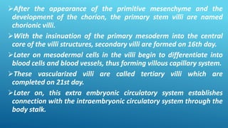 After the appearance of the primitive mesenchyme and the
development of the chorion, the primary stem villi are named
chorionic villi.
With the insinuation of the primary mesoderm into the central
core of the villi structures, secondary villi are formed on 16th day.
Later on mesodermal cells in the villi begin to differentiate into
blood cells and blood vessels, thus forming villous capillary system.
These vascularized villi are called tertiary villi which are
completed on 21st day.
Later on, this extra embryonic circulatory system establishes
connection with the intraembryonic circulatory system through the
body stalk.
 