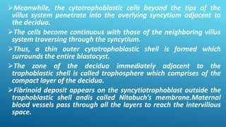 Meanwhile, the cytotrophoblastic cells beyond the tips of the
villus system penetrate into the overlying syncytium adjacent to
the decidua.
The cells become continuous with those of the neighboring villus
system traversing through the syncytium.
Thus, a thin outer cytotrophoblastic shell is formed which
surrounds the entire blastocyst.
The zone of the decidua immediately adjacent to the
trophoblastic shell is called trophosphere which comprises of the
compact layer of the decidua.
Fibrinoid deposit appears on the syncytiotrophoblast outside the
trophoblastic shell andis called Nitabuch’s membrane.Maternal
blood vessels pass through all the layers to reach the intervillous
space.
 