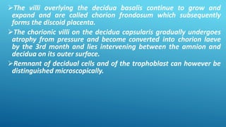 The villi overlying the decidua basalis continue to grow and
expand and are called chorion frondosum which subsequently
forms the discoid placenta.
The chorionic villi on the decidua capsularis gradually undergoes
atrophy from pressure and become converted into chorion laeve
by the 3rd month and lies intervening between the amnion and
decidua on its outer surface.
Remnant of decidual cells and of the trophoblast can however be
distinguished microscopically.
 
