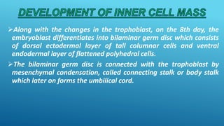 Along with the changes in the trophoblast, on the 8th day, the
embryoblast differentiates into bilaminar germ disc which consists
of dorsal ectodermal layer of tall columnar cells and ventral
endodermal layer of flattened polyhedral cells.
The bilaminar germ disc is connected with the trophoblast by
mesenchymal condensation, called connecting stalk or body stalk
which later on forms the umbilical cord.
 