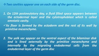 Two cavities appear one on each side of the germ disc.
1. On 12th postovulatory day, a fluid filled space appears between
the ectodermal layer and the cytotrophoblast which is called
amniotic cavity.
Its floor is formed by the ectoderm and the rest of its wall by
primitive mesenchyme.
2. The yolk sac appear on the ventral aspect of the bilaminar disk
internally by the migrating endodermal cells from
and is lined externally by the primitive mesenchyme and
the
endodermal layer of the germ disc
 