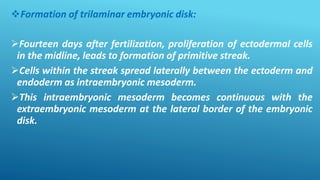 Formation of trilaminar embryonic disk:
Fourteen days after fertilization, proliferation of ectodermal cells
in the midline, leads to formation of primitive streak.
Cells within the streak spread laterally between the ectoderm and
endoderm as intraembryonic mesoderm.
This intraembryonic mesoderm becomes continuous with the
extraembryonic mesoderm at the lateral border of the embryonic
disk.
 