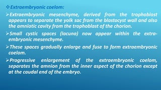 Extraembryonic coelom:
Extraembryonic mesenchyme, derived from the trophoblast
appears to separate the yolk sac from the blastocyst wall and also
the amniotic cavity from the trophoblast of the chorion.
Small cystic spaces (lacuna) now appear within the extra-
embryonic mesenchyme.
These spaces gradually enlarge and fuse to form extraembryonic
coelom.
Progressive enlargement of the extraembryonic coelom,
separates the amnion from the inner aspect of the chorion except
at the caudal end of the embryo.
 