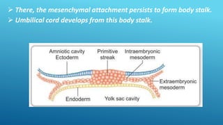  There, the mesenchymal attachment persists to form body stalk.
 Umbilical cord develops from this body stalk.
 