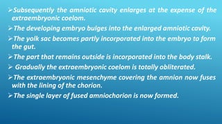 Subsequently the amniotic cavity enlarges at the expense of the
extraembryonic coelom.
The developing embryo bulges into the enlarged amniotic cavity.
The yolk sac becomes partly incorporated into the embryo to form
the gut.
The part that remains outside is incorporated into the body stalk.
 Gradually the extraembryonic coelom is totally obliterated.
The extraembryonic mesenchyme covering the amnion now fuses
with the lining of the chorion.
The single layer of fused amniochorion is now formed.
 
