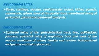 MESODERMAL LAYER:
Bones, cartilage, muscles, cardiovascular system, kidney, gonads,
suprarenals, spleen, most of the genital tract; mesothelial lining of
pericardial, pleural and peritoneal cavity etc.
ENDODERMAL LAYER:
Epithelial lining of the gastrointestinal tract, liver, gallbladder,
pancreas; epithelial lining of respiratory tract and most of the
mucous membrane of urinary bladder and urethra; bulbourethral
and greater vestibular glands etc.
 