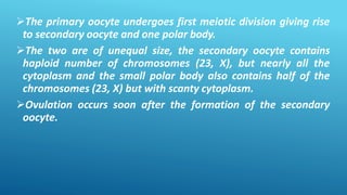 The primary oocyte undergoes first meiotic division giving rise
to secondary oocyte and one polar body.
The two are of unequal size, the secondary oocyte contains
haploid number of chromosomes (23, X), but nearly all the
cytoplasm and the small polar body also contains half of the
chromosomes (23, X) but with scanty cytoplasm.
Ovulation occurs soon after the formation of the secondary
oocyte.
 