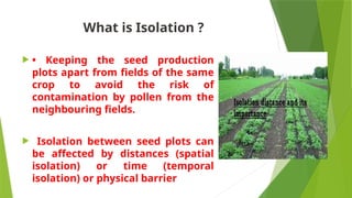 Isolation Points Inplant Fundamentals, principles of vegetable seed prod.pptx