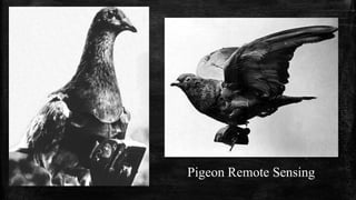 Pigeon Remote Sensing
 