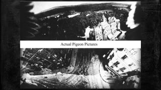 Actual Pigeon Pictures
 