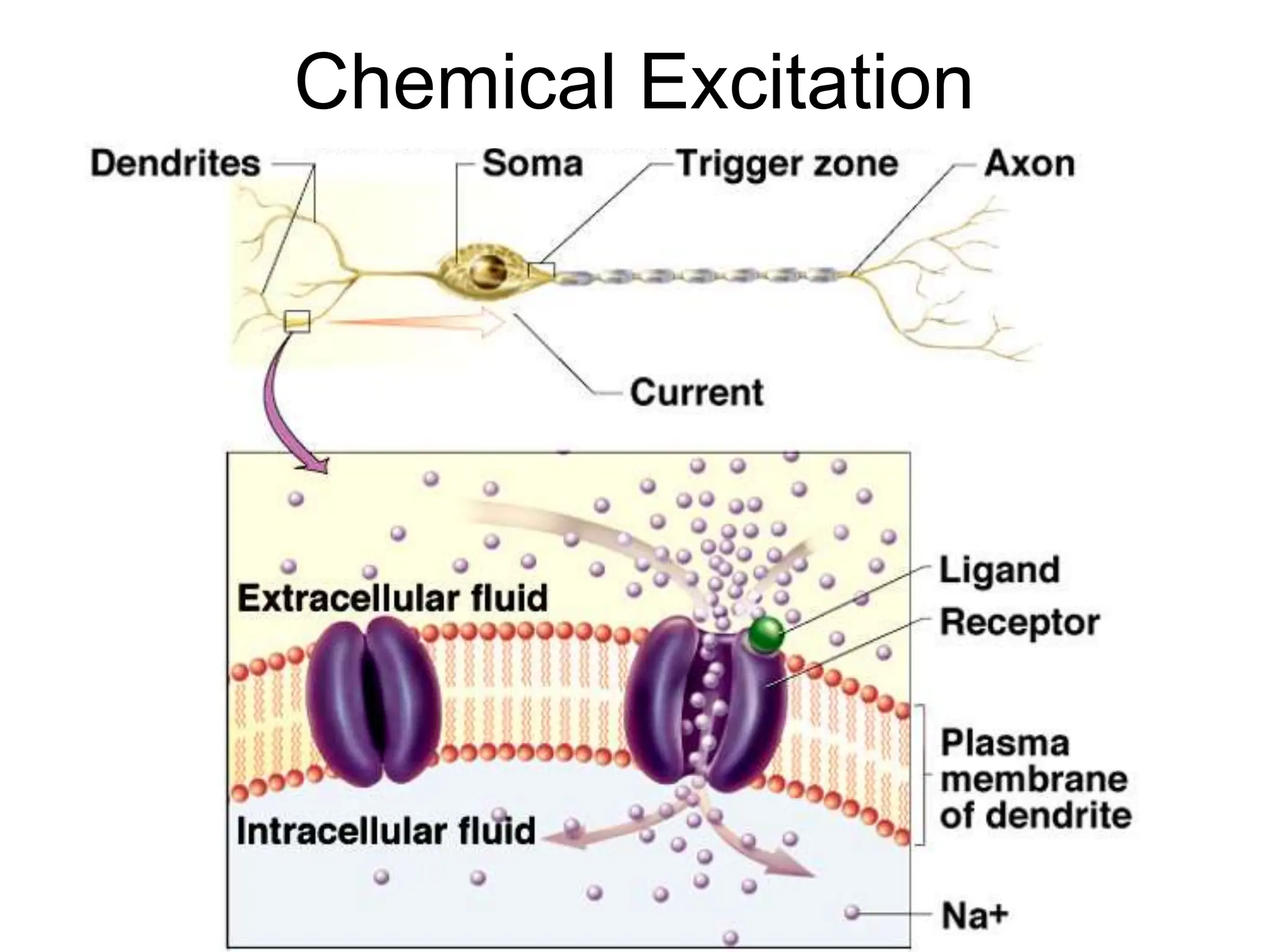 Chemical Excitation
 