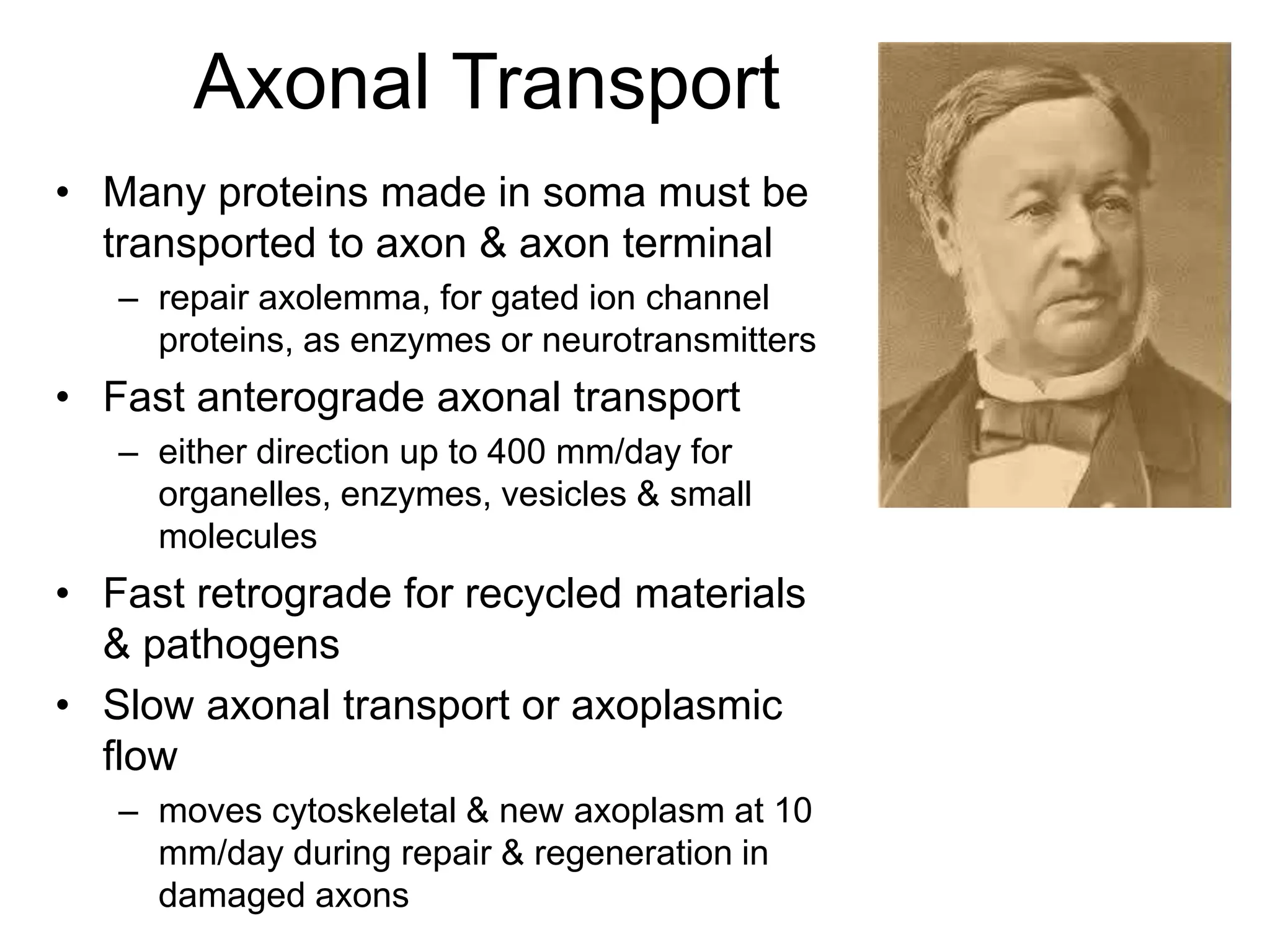 Axonal Transport
• Many proteins made in soma must be
transported to axon & axon terminal
– repair axolemma, for gated ion channel
proteins, as enzymes or neurotransmitters
• Fast anterograde axonal transport
– either direction up to 400 mm/day for
organelles, enzymes, vesicles & small
molecules
• Fast retrograde for recycled materials
& pathogens
• Slow axonal transport or axoplasmic
flow
– moves cytoskeletal & new axoplasm at 10
mm/day during repair & regeneration in
damaged axons
 