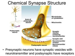 Pre Synaptic Neuron Object Fundamental Types of Neurons.ppt