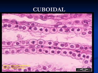 Fundamental types of tissues | PPT