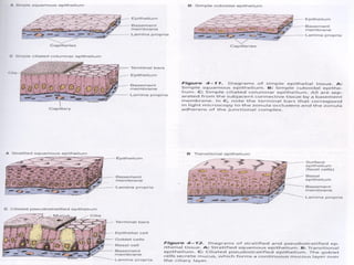 Fundamental types of tissues | PPT