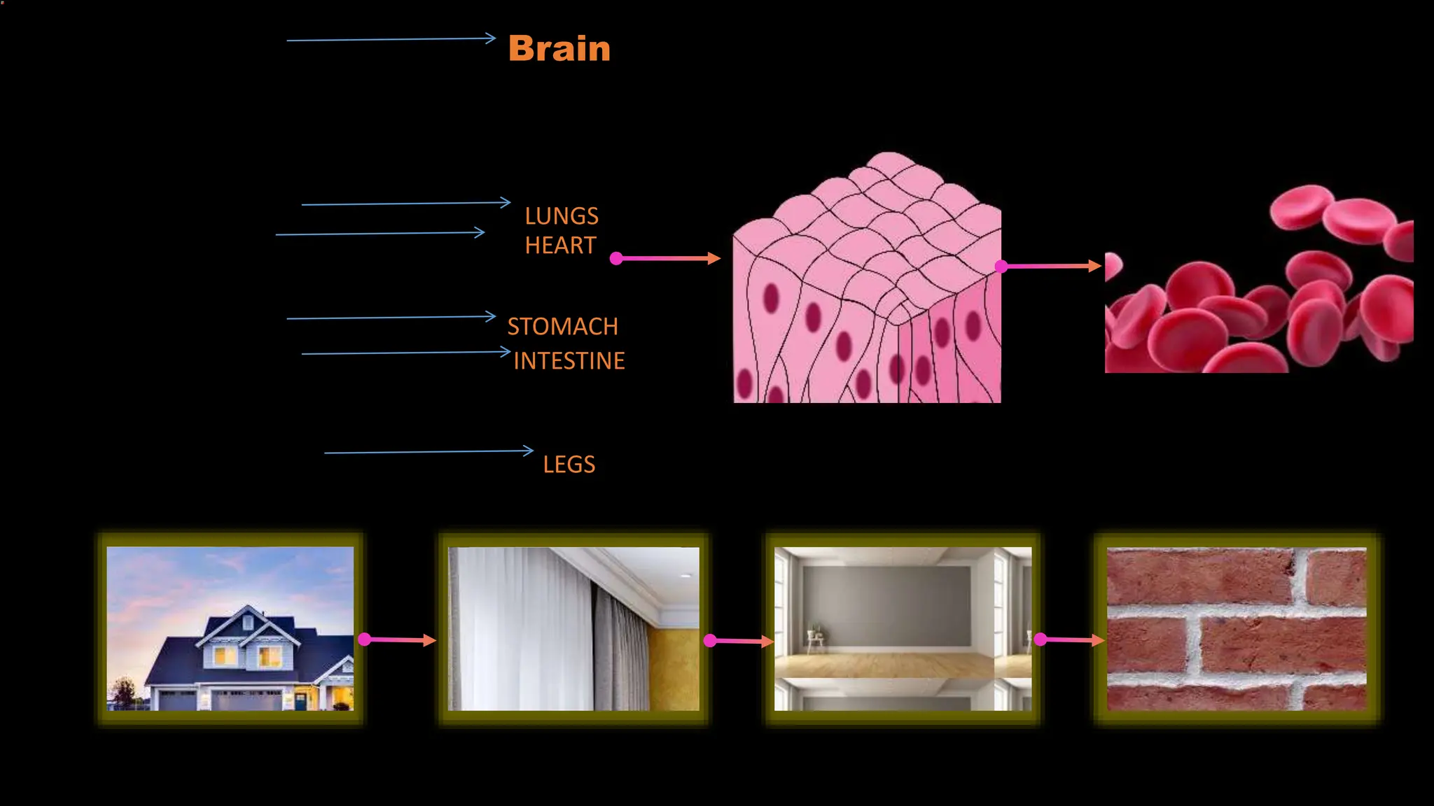 fundamental unit of life biology class 9 PPT