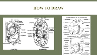 Fundamental Unit of Life-Cell-I | PPTX