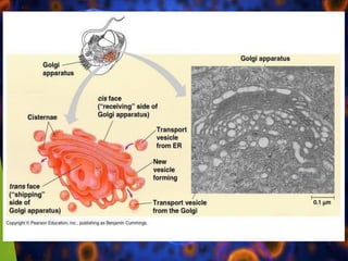 Fundamental unit of life- Cell, Cell organelles and their role | PDF