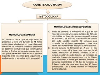 A QUE TE COJO RATON 
METODOLOGIA 
METODOLOGIA ESTANDAR 
La formación en A que te cojo ratón es 
presencial y tiene una duración de 40 horas 
presenciales, distribuidas en cinco días en el 
marco de las Semanas Maestras (semanas 
de desarrollo institucional), que tienen lugar al 
inicio y al final de los periodos académicos. Y 
una parte virtual de 5 horas en la semana 
siguiente a las Maestras, para seguimiento y 
evaluación de lo aprendido en lo presencial. 
METODOLOGIA FLEXIBLE (OPCIONES): 
A. Fines de Semana: la formación en A que te cojo 
ratón es presencial y tiene una duración de 40 horas 
distribuidas los fines de semana (específicamente 
los sábados). Se realizará la formación de 4 horas 
por cada sábado, durante 10 semanas para 
completar las 40 horas presenciales y una parte 
virtual de 5 horas que se trabajará durante el curso. 
B. Contra jornada: la formación en A que te cojo 
ratón es presencial y tiene una duración de 40 
horas, distribuidas en horario contrario al de la 
jornada escolar de cada docente. La formación se 
realizaría 2 veces por semana cada una de 2 horas 
para completar 4 horas por semana durante 10 
semanas, realizándose en 20 días de formación de 
2 horas cada día para completar las 40 horas 
presenciales. Las 5 horas virtuales se trabajarán 
durante el curso. 
 