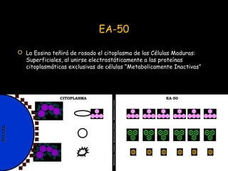 CITOPLASMACITOPLASMA
NUCLEONUCLEO
MembranaCelular–MembranaCelular–MembranaCelular
EA-50EA-50
EA-50
 La Eosina teñirá de r...