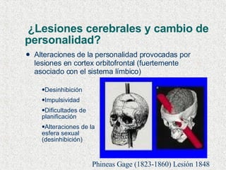 ¿Lesiones cerebrales y cambio de personalidad? Alteraciones de la personalidad provocadas por lesiones en cortex orbitofrontal (fuertemente asociado con el sistema límbico) Desinhibición Impulsividad Dificultades de planificación Alteraciones de la esfera sexual (desinhibición) Phineas Gage (1823-1860) Lesión 1848  
