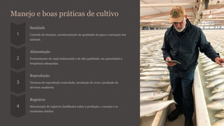 Manejo e boas práticas de cultivo
Sanidade
Controle de doenças, monitoramento da qualidade da água e vacinação dos
animais.
Alimentação
Fornecimento de ração balanceada e de alta qualidade, em quantidade e
frequência adequadas.
Reprodução
Técnicas de reprodução controlada, incubação de ovos e produção de
alevinos saudáveis.
Registros
Manutenção de registros detalhados sobre a produção, o manejo e os
resultados obtidos.
 