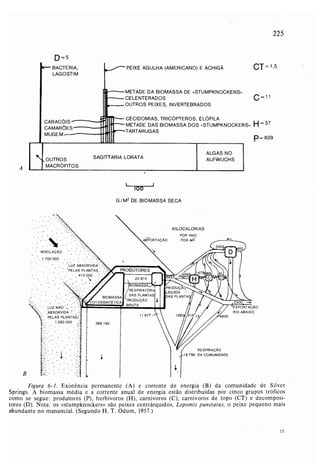 Livro: Fundamentos de ecologia
