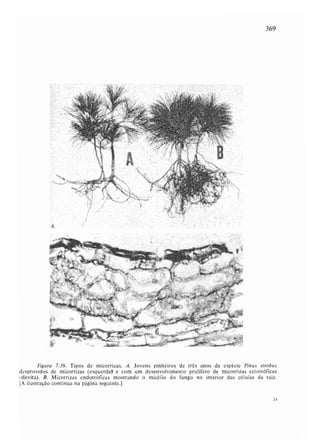 Livro: Fundamentos de ecologia