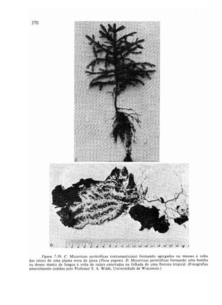 Livro: Fundamentos de ecologia