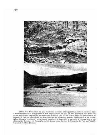 Livro: Fundamentos de ecologia