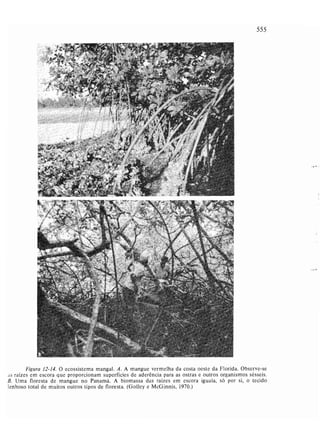 Livro: Fundamentos de ecologia