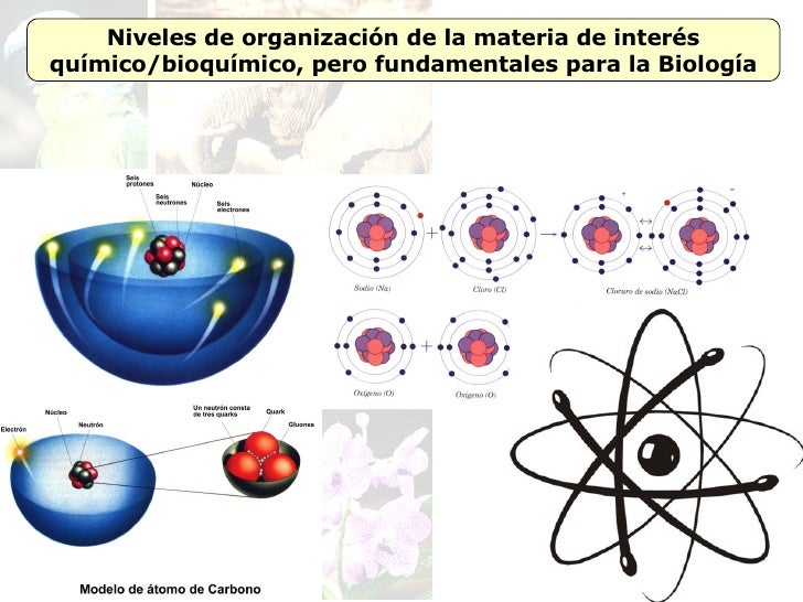 Fundamentos De La Organizacón Biologica