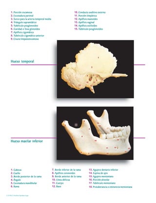 1. Porción escamosa                                            10. Conducto auditivo externo
     2. Escotadura parietal                                         11. Porción timpánica
                                                                        Por
                                                                         orción
     3. Surco para la arteria temporal media                        12. Apófisis mastoides
     4. Triángulo supramiático
        Triángulo                                                   13. Apófisis vaginal
     5. Tubérculo posglenoideo
        Tubér
         ubérculo                                                   14. Apófisis estiloides
     6. Cavidad o fosa glenoidea                                    15. Tubérculo posglenoideo
                                                                         ubérculo
     7. Apófisis cigomática
     8. Tubérculo cigomático anterior
        Tubér
         ubérculo cigomático
     9. Cisura timpanoescamosa




     Hueso temporal




     Hueso maxilar inferior




     1. Cabeza                                 7. Borde inferior de la rama      13. Agujero dentario inferior
     2. Cuello                                 8. Apófisis coronoides            14. Espina de spix
     3. Borde posterior de la rama             9. Borde anterior de la rama      15. Agujero mentoniano
     4. Ángulo                                 10. Línea oblicua                 16. Porción alveolar
     5. Escotadura mandibular                  11. Cuerpo                        17. Tubérculo mentoniano
                                                                                     Tubér
                                                                                      ubérculo
     6. Rama                                   12. Base                          18. Protuberancia o eminencia mentoniana


C.D.M.O. Anselmo Apodaca Lugo
 
