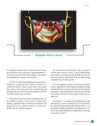 Capítulo 2




                                         Pterigoideo interno y externo




cio triangular de base interna, se fusionan más o menos         Al encontrarse un solo músculo, sólo se mueve el
en un músculo único, para venir a fijarse finalmente: 1.     cóndilo sobre el que se inserta, el otro cóndilo perma-
En la parte interna del cuello del cóndilo. 2. En la parte   nece inmóvil y el maxilar ejecuta alrededor de este últi-
correspondiente al menisco interarticular.                   mo movimiento de rotación que tiene por objeto dirigir
                                                             la barbilla hacia el lado opuesto.
    ACCIÓN. El músculo pterigoideo externo tiene cons-
tantemente su punto fijo en el cráneo y el móvil en el           Si los pterigoideos externos se contraen alternativa-
cóndilo del maxilar. Como el punto móvil está situado        mente y siguiendo un ritmo regular la barbilla se dirige
hacia atrás y afuera del punto fijo, la contracción del      alternativamente a la derecha (contracción del músculo
músculo tiene por efecto dirigir hacia delante y adentro     izquierdo) e izquierda (contracción del músculo derecho)
el cóndilo sobre el que se inserta.                          y los molares inferiores rozan en todos sentidos con los
                                                             superiores.
   Al contraerse los dos músculos simultáneamente, los
dos cóndilos se mueven a la par; juntos se dirigen hacia        En resumen, 1. La contracción simultánea de los dos
delante y siguiendo todo el maxilar este movimiento de       pterigoideos externos determina los movimientos
progresión, el arco dentario inferior se coloca por          de proyección hacia delante del maxilar inferior. 2. La
delante del arco dentario superior.                          contracción aislada y alternativa o de diducción, en vir-
                                                             tud de los cuales la barbilla se dirige hacia el lado que
                                                             el músculo se contrae.



                                                                                              FUNDAMENTOS DE OCLUSIÓN    31
 