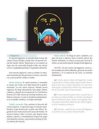 Digástrico




         e) Digástrico                                                Vientre anterior. Se dirige de atrás a adelante y un
         El músculo digástrico se extiende desde la base del       poco de fuera a adentro, hacia el borde inferior del
     cráneo al hueso hioides y desde éste a la porción cen-        maxilar; finalmente, va a fijarse un poco por fuera de la
     tral del maxilar inferior. Representa en su conjunto un       sínfisis, en una fosilla especial, llamada fosilla digástrica.
     largo arco de concavidad dirigida arriba, que abraza
     a la vez a la glándula parótida y a la glándula submaxilar.       ACCIÓN. Los dos vientres del digástrico, como es-
                                                                   tán inervados por nervios diferentes, gozan de una acción
        Este músculo digástrico, como su nombre lo indica,         autónoma y, en la mayoría de los casos, se contraen
     está constituido por dos porciones o vientres, uno ante-      aisladamente.
     rior y otro posterior, unidos en medio.
                                                                       a) El vientre anterior inferior del digástrico, si toma
         Vientre posterior. El vientre posterior o mastoideo       su punto fijo en el hueso hioides, baja el maxilar. Desem-
     se inserta, por arriba, en el lado interno de la apófisis     peña en este caso un papel importante en el acto de la
     mastoides, en una ranura especial, llamada ranura             masticación; es depresor del maxilar. Si se toma su punto
     digástrica. Se dirige oblicuamente hacia abajo, delante       fijo en el maxilar, eleva el hueso hioides.
     y adentro, y después de un trayecto de 3 o 4 centímetros
     termina en el lado interno de una hoja tendinosa arro-            b) El vientre posterior puede tomar su punto fijo en
     llada en semicono, la cual se transforma paulatinamen-        el cráneo o en el hueso hioides; en el primer caso dirige el
     te en un tendón cilíndrico: el tendón intermedio.             hueso hioides hacia atrás y arriba; en el segundo, incli-
                                                                   na la cabeza hacia atrás, siendo de este modo congéne-
         Tendón intermedio. Éste continúa la dirección del         re de los músculos extensores.
     vientre posterior, se aproxima luego al músculo estilo-
     hioideo, al que atraviesa por su parte más inferior, lle-        c) Finalmente, cuando los dos vientres del digástrico
     gando de este modo encima del cuerpo del hioides. Se          se contraen a la vez, elevan el hueso hioides.
     encorva entonces sobre sí mismo, para dirigirse hacia
     delante y adentro, e inmediatamente después da origen
     a los fascículos carnosos, cuya reunión constituye el vien-
     tre anterior del músculo.
C.D.M.O. Anselmo Apodaca Lugo
 