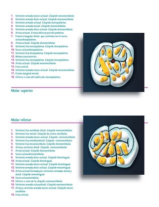 1.    Vertiente armada mesio-oclusal. Cúspide mesiovestibular.
                                                       mesiovestibular.
                                                              estibular
     2.                                               mesiovestibular.
                                                             estibular
           Vertiente armada disto-oclusal. Cúspide mesiovestibular.
     3.    Vertiente armada oclusal. Cúspide mesiopalatina.
     4.    Vertiente armada mesial. Cúspide distovestibular.
                                               distovestibular.
                                                     estibular
     5.    Vertiente armada disto-oclusal. Cúspide distovestibular.
                                                      distovestibular.
                                                            estibular
     6.    Arista oclusal. Cresta oblicua porción palatina.
     7.    Foseta triangular distal, que continúa con el surco
           oclusodistopalatino.
     8.                             distovestibular.
                                          estibular
           Arista oclusal. Cúspide distovestibular.
     9.    Vertiente lisa mesiopalatina. Cúspide distopalatina.
     10.   Surco oclusodistopalatino.
     11.   Vertiente lisa distopalatina. Cúspide mesiopalatina.
     12.                anterior.
           Misma zona anterior.
     13.   Vertiente lisa mesiopalatina. Cúspide mesiopalatina.
     14.                            mesiovestibular.
                                           estibular
           Arista oclusal. Cúspide mesiovestibular.
     15.   Fosa central.
     16.                                               mesiovestibular.
                                                              estibular
           Vertiente armada mesio-oclusal. Cúspide mesiovestibular.
     17.   Cresta marginal mesial.
     18.   Vértice o cima del tubérculo mesiopalatino.




     Molar superior




     Molar inferior

     1.    Vertiente lisa vestibular distal. Cúspide mesiovestibular.
                          vestib
                           estibular                  mesiovestibular.
                                                              estibular
     2.    Vertiente lisa mesial. Cúspide de centro vestibular.
                                                centro vestibular.
                                                        estibular
     3.    Vertiente armada mesio-oclusal. Cúspide centrovestibular.
                                                         centrovestibular
                                                               ovestibular.
     4.    Vertiente lisa vestibulodistal. Cúspide centrovestibular.
                          vestib
                           estibulodistal.            centrovestibular
                                                           ovestibular.
     5.    Vertiente lisa mesiovestibular. Cúspide distovestibular.
                          mesiovestibular.
                                 estibular            distovestibular.
                                                            estibular
     6.    Arista y vertiente distal. Cúspide centrovestibular.
                    vertiente                   centrovestibular
                                                      ovestibular.
     7.                              distovestibular.
                                            estibular
           Arista oclusal. Cúspide distovestibular.
     8.    Surco oclusodistovestibular.
                                estibular
           Surco oclusodistovestibular.
     9.    Vertiente armada disto-oclusal. Cúspide distolingual.
     10.   Arista oclusal. Cúspide distolingual.
     11.   Vertiente armada mesio-oclusal. Cúspide distolingual.
     12.   Vertiente armada disto-oclusal. Cúspide mesiolingual.
     13.   Arista oclusal formada por vertientes armadas mesial y
           distal. Cúspide mesiolingual.
     14.   Surco oclusovestibular.
                          estibular
           Surco oclusovestibular.
     15.                                   centrovestibular
                                                 ovestibular.
           Vértice o cima de la cúspide centrovestibular.
     16.                                               mesiovestibular.
                                                              estibular
           Vertiente armada oclusodistal. Cúspide mesiovestibular.
     17.   Arista y vertiente armada mesio-oclusal. Cúspide mesio-
            estibular
                 ular.
           vestibular.
     18.   Fosa central.
C.D.M.O. Anselmo Apodaca Lugo
 