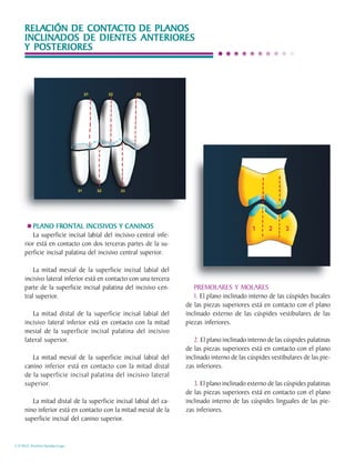 RELACIÓN DE CONTACTO DE PLANOS
     RELACIÓN    CONTACTO
     INCLINADOS DE DIENTES ANTERIORES
     Y POSTERIORES




                  FRONT INCISIVOS
                     ONTAL
        PLANO FRONTAL INCISIVOS Y CANINOS
        La superficie incisal labial del incisivo central infe-
     rior está en contacto con dos terceras partes de la su-
     perficie incisal palatina del incisivo central superior.

         La mitad mesial de la superficie incisal labial del
     incisivo lateral inferior está en contacto con una tercera
     parte de la superficie incisal palatina del incisivo cen-       PREMOLARES Y MOLARES
     tral superior.                                                  1. El plano inclinado interno de las cúspides bucales
                                                                  de las piezas superiores está en contacto con el plano
        La mitad distal de la superficie incisal labial del       inclinado externo de las cúspides vestibulares de las
     incisivo lateral inferior está en contacto con la mitad      piezas inferiores.
     mesial de la superficie incisal palatina del incisivo
     lateral superior.                                               2. El plano inclinado interno de las cúspides palatinas
                                                                  de las piezas superiores está en contacto con el plano
        La mitad mesial de la superficie incisal labial del       inclinado interno de las cúspides vestibulares de las pie-
     canino inferior está en contacto con la mitad distal         zas inferiores.
     de la superficie incisal palatina del incisivo lateral
     superior.                                                       3. El plano inclinado externo de las cúspides palatinas
                                                                  de las piezas superiores está en contacto con el plano
        La mitad distal de la superficie incisal labial del ca-   inclinado interno de las cúspides linguales de las pie-
     nino inferior está en contacto con la mitad mesial de la     zas inferiores.
     superficie incisal del canino superior.


C.D.M.O. Anselmo Apodaca Lugo
 