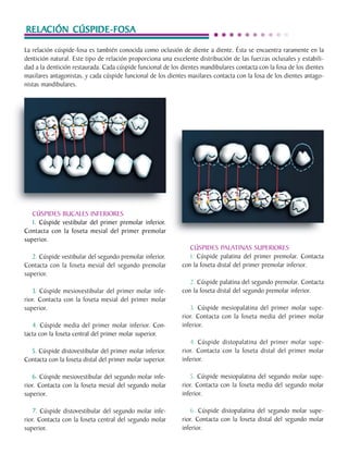 RELACIÓN CÚSPIDE FOSA
      RELACIÓN CÚSPIDE-FOSA

     La relación cúspide-fosa es también conocida como oclusión de diente a diente. Ésta se encuentra raramente en la
     dentición natural. Este tipo de relación proporciona una excelente distribución de las fuerzas oclusales y estabili-
     dad a la dentición restaurada. Cada cúspide funcional de los dientes mandibulares contacta con la fosa de los dientes
     maxilares antagonistas, y cada cúspide funcional de los dientes maxilares contacta con la fosa de los dientes antago-
     nistas mandibulares.




        CÚSPIDES BUCALES INFERIORES
        1. Cúspide vestibular del primer premolar inferior.
     Contacta con la foseta mesial del primer premolar
     superior.
                                                                     CÚSPIDES PALATINAS SUPERIORES
        2. Cúspide vestibular del segundo premolar inferior.         1. Cúspide palatina del primer premolar. Contacta
     Contacta con la foseta mesial del segundo premolar           con la foseta distal del primer premolar inferior.
     superior.
                                                                     2. Cúspide palatina del segundo premolar. Contacta
        3. Cúspide mesiovestibular del primer molar infe-         con la foseta distal del segundo premolar inferior.
     rior. Contacta con la foseta mesial del primer molar
     superior.                                                       3. Cúspide mesiopalatina del primer molar supe-
                                                                  rior. Contacta con la foseta media del primer molar
        4. Cúspide media del primer molar inferior. Con-          inferior.
     tacta con la foseta central del primer molar superior.
                                                                     4. Cúspide distopalatina del primer molar supe-
       5. Cúspide distovestibular del primer molar inferior.      rior. Contacta con la foseta distal del primer molar
     Contacta con la foseta distal del primer molar superior.     inferior.

         6. Cúspide mesiovestibular del segundo molar infe-           5. Cúspide mesiopalatina del segundo molar supe-
     rior. Contacta con la foseta mesial del segundo molar        rior. Contacta con la foseta media del segundo molar
     superior.                                                    inferior.

         7. Cúspide distovestibular del segundo molar infe-           6. Cúspide distopalatina del segundo molar supe-
     rior. Contacta con la foseta central del segundo molar       rior. Contacta con la foseta distal del segundo molar
     superior.                                                    inferior.
C.D.M.O. Anselmo Apodaca Lugo
 