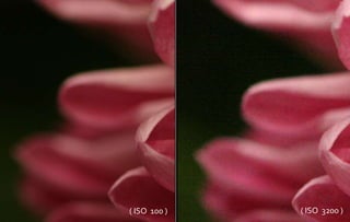 ( ISO 100 ) ( ISO 3200 ) 
 