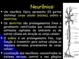 Neurônios: Um neurônio típico apresenta 03 partes distintas:  corpo celular (núcleo), axônio e dentritos; Os  dentritos  são prolongamentos finos e geralmente ramificados que conduzem os estímulos captados do ambiente ou de outras células em direção ao corpo celular; O  axônio  é um prolongamento fino, cuja função é transmitir para outras células os impulsos nervosos provenientes do corpo celular; Localização dos neurônios: concentrados no sistema nervoso central e nos gânglios nervosos (espalhados pelo corpo). 