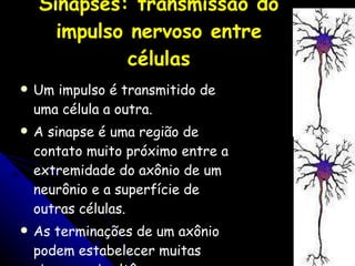Sinapses: transmissão do impulso nervoso entre células Um impulso é transmitido de uma célula a outra. A sinapse é uma região de contato muito próximo entre a extremidade do axônio de um neurônio e a superfície de outras células. As terminações de um axônio podem estabelecer muitas sinapses simultâneas. 