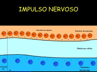 IMPULSO NERVOSO 
