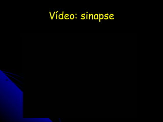Vídeo: sinapse 