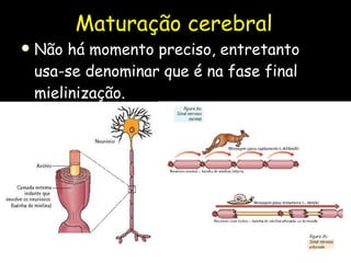 Maturação cerebral  Não há momento preciso, entretanto usa-se denominar que é na fase final  mielinização.  